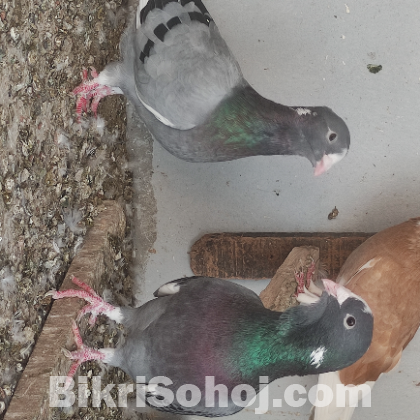 নতুন জাতের কবুতর (Adana Dewlap) Diving Pigeon